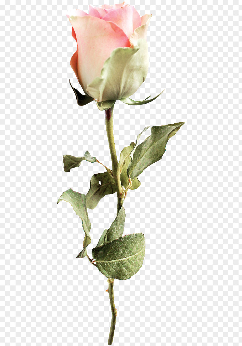Flower Garden Roses Petal Bud Clip Art PNG