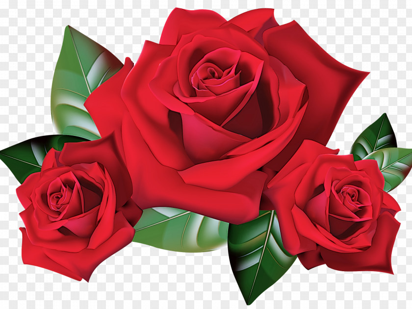 Garden Roses PNG