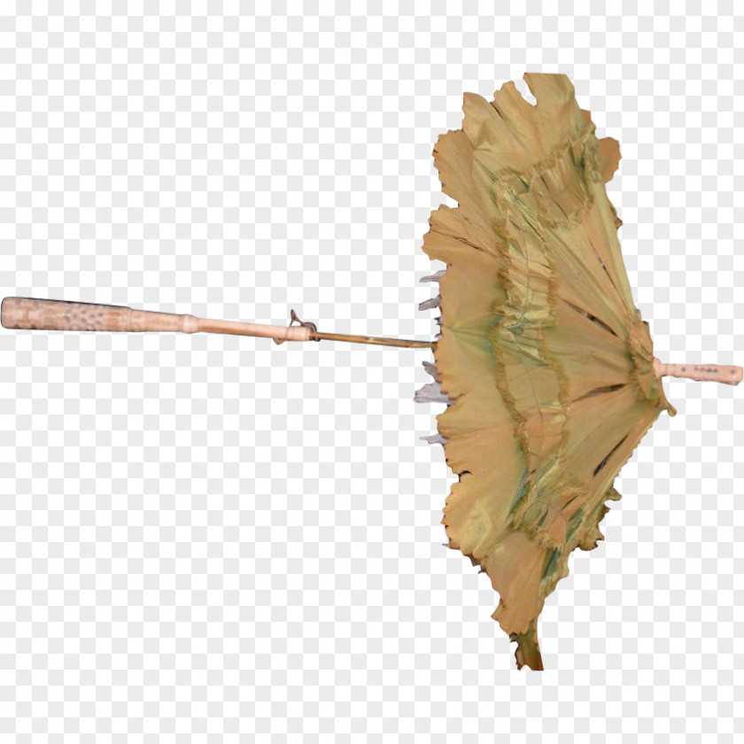 Leaf Twig Plant Stem PNG