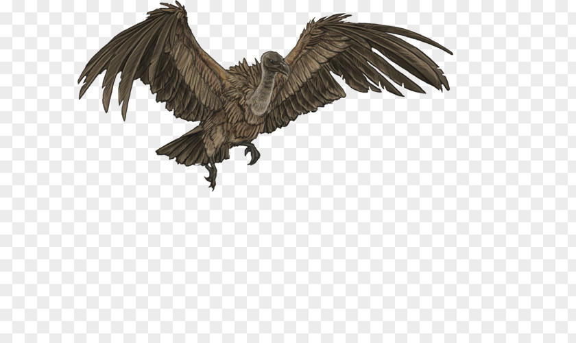 Bird Vulture Eagle Owl Lion PNG