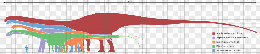 Dinosaur Vector Amphicoelias Argentinosaurus Size Seismosaurus Supersaurus PNG