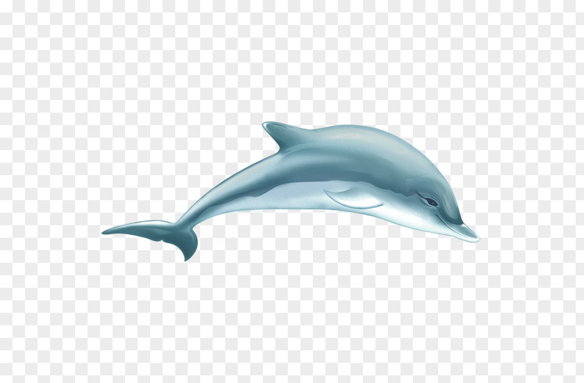 Dolphin Creative Common Bottlenose Tucuxi Short-beaked Wholphin Porpoise PNG