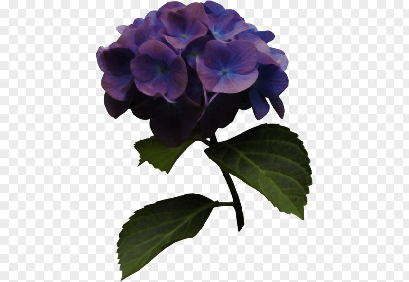 Hydrangea Blue PNG