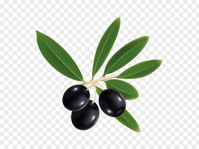 Olive Tapenade Mediterranean Cuisine Oil Clip Art PNG