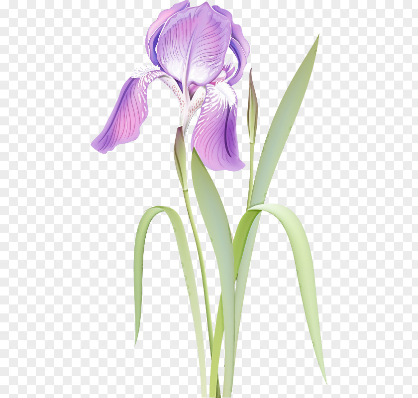 Orris Root Iris Flower Flowering Plant Violet Petal PNG