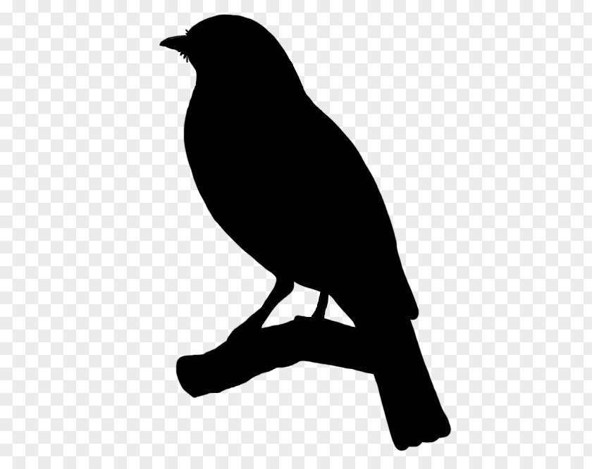 Silhouette Birds Songbird Drawing PNG