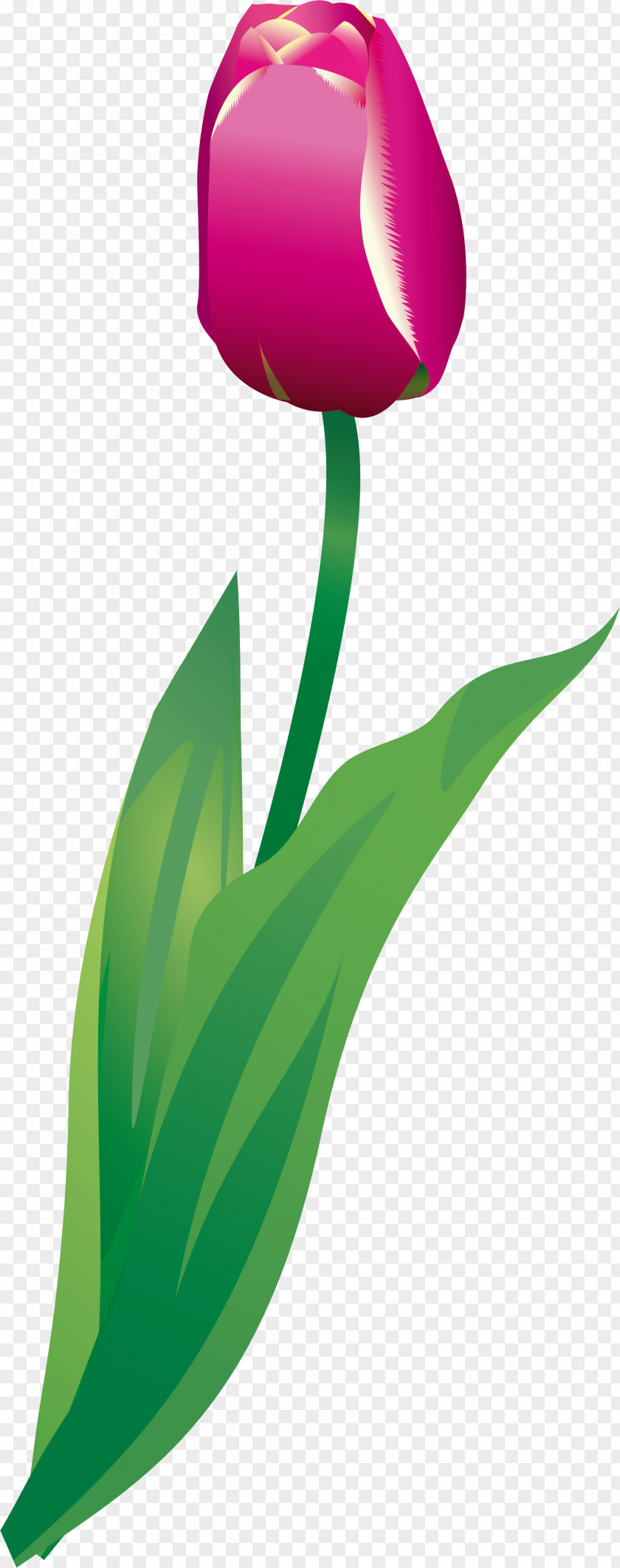 123 Tulip Petal Plant Stem Green Clip Art PNG