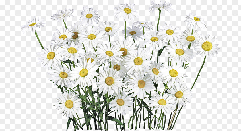 Chamaemelum Nobile Marguerite Daisy PNG