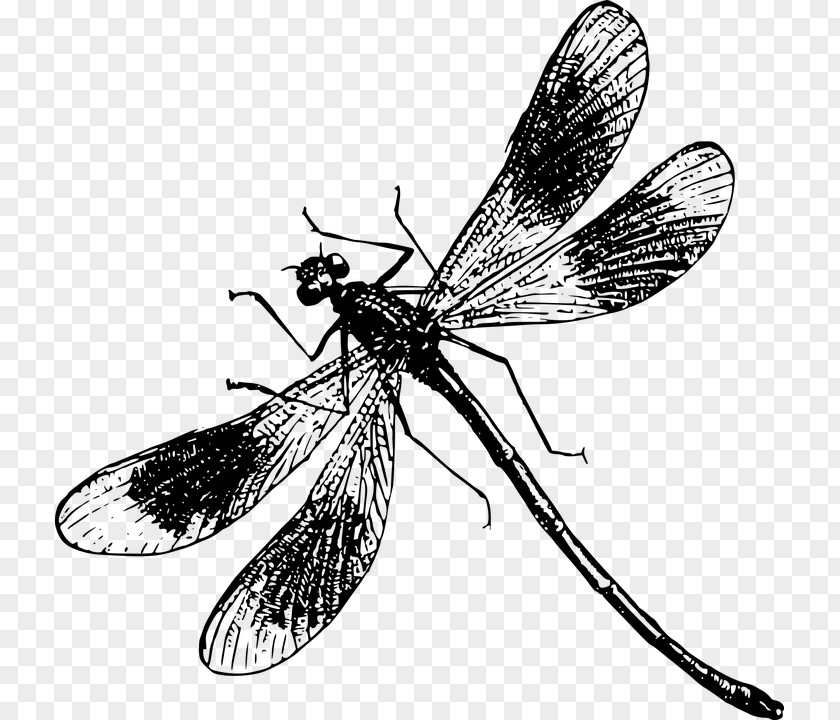 Dragonfly Clip Art PNG