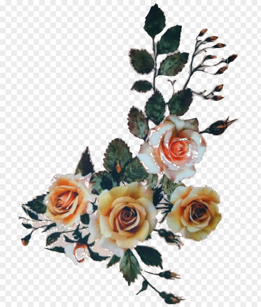 Garden Roses Cut Flowers Floral Design Flower Bouquet PNG