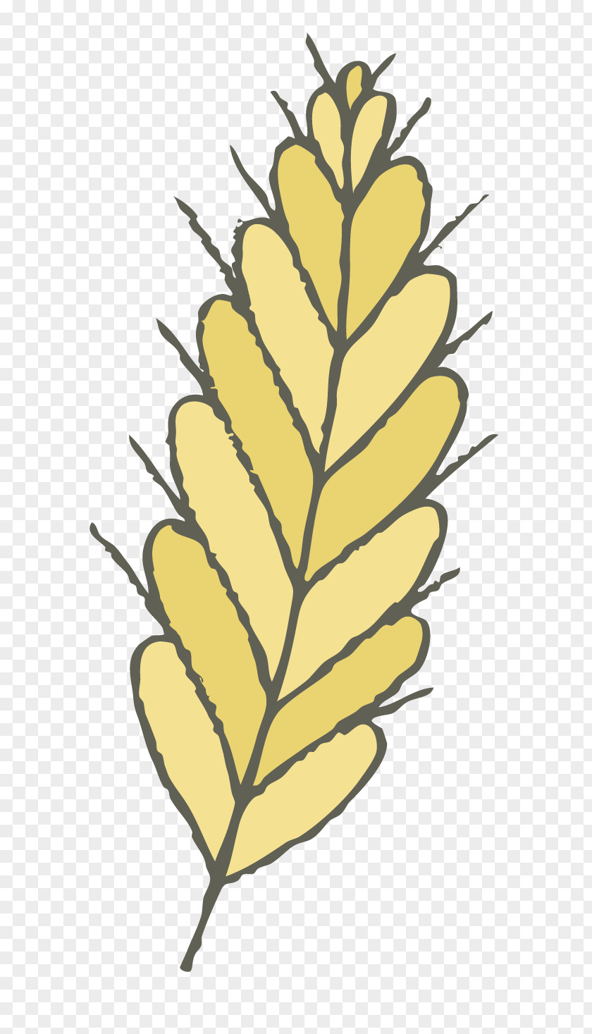Hand-painted Rice Oryza Sativa PNG