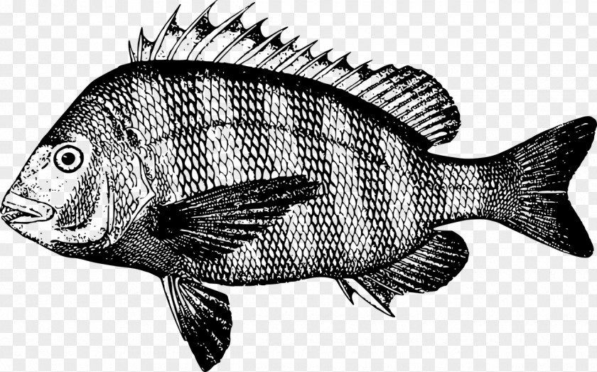 Ikan Sheepshead Fishing Northern Red Snapper Clip Art PNG