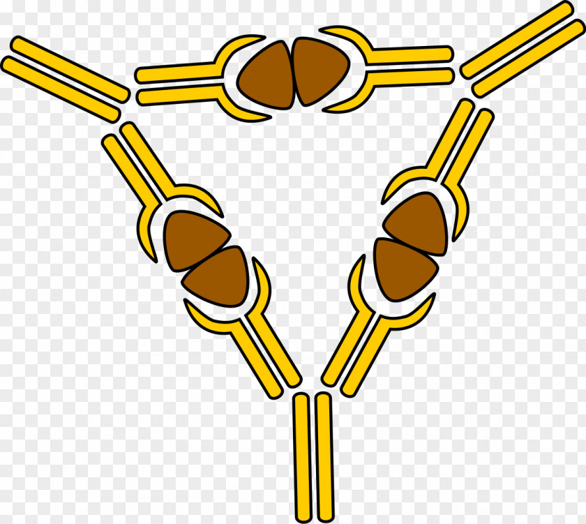 Immune Complex Major Histocompatibility System Antigen Immunity PNG