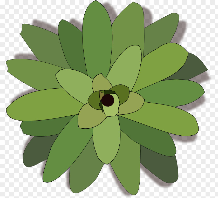 Plant Clip Art PNG