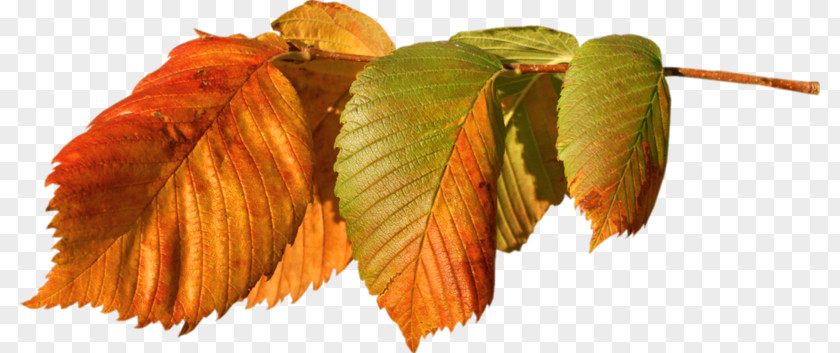 Autumn Sweet Birch Leaf PNG