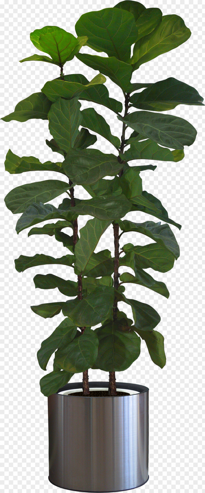 Tree Fiddle-leaf Fig Houseplant Bonsai PNG