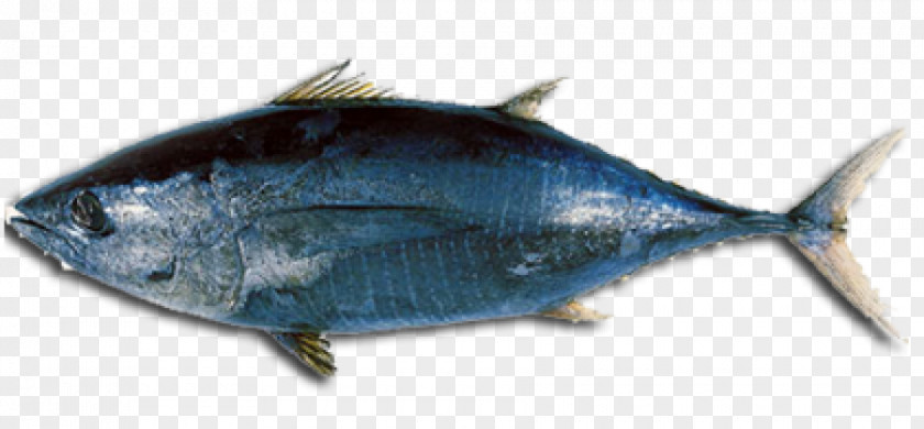 Tuna Fish Albacore Sandwich Atlantic Bluefin Longtail Bigeye PNG