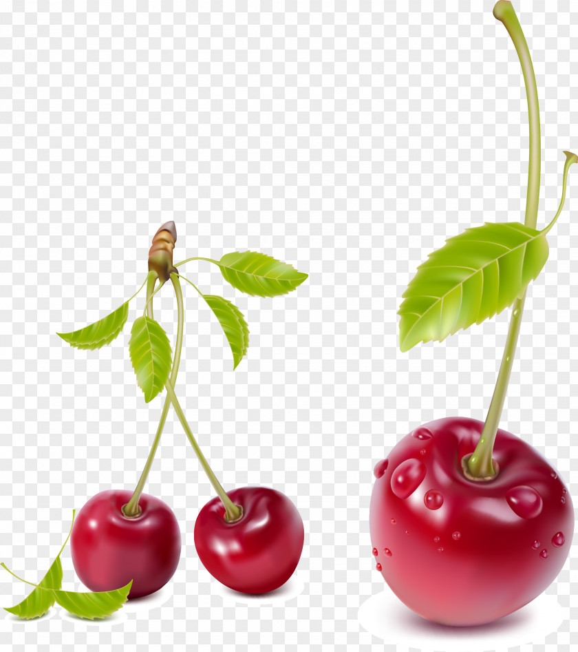 Vector Cherry Fruit Clip Art PNG