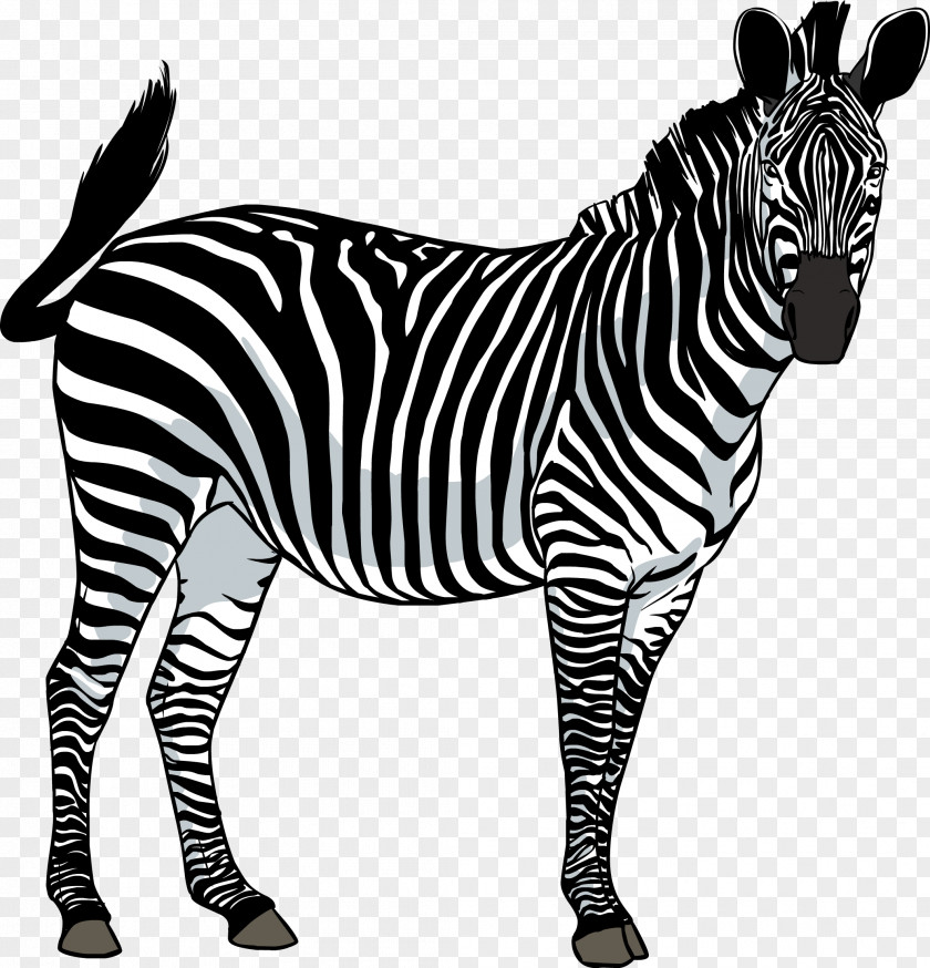 Zebra Image Clip Art PNG