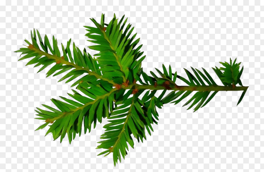 Cypress Family White Pine Black And Flower PNG