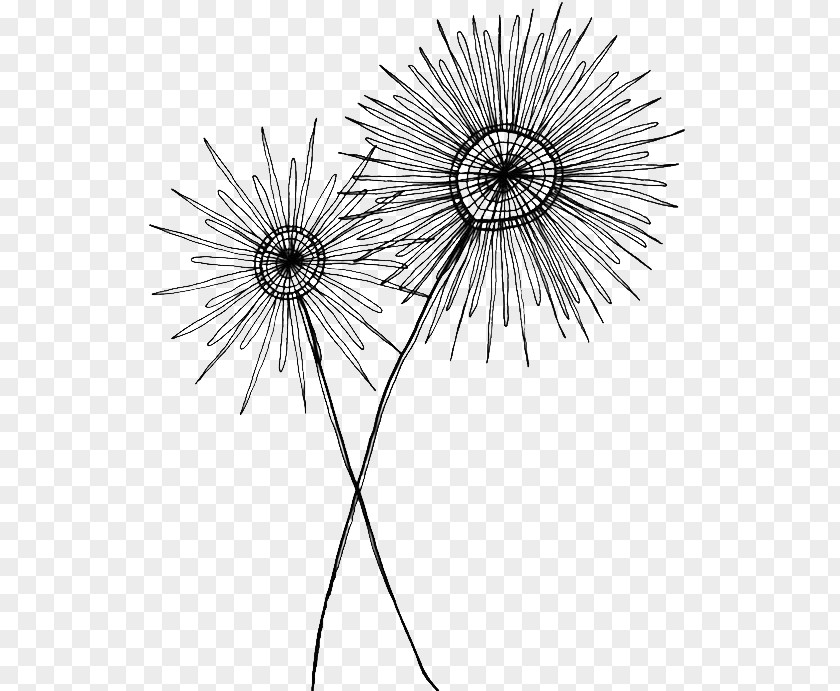 Dandelion Black-and-white Flower Plant PNG