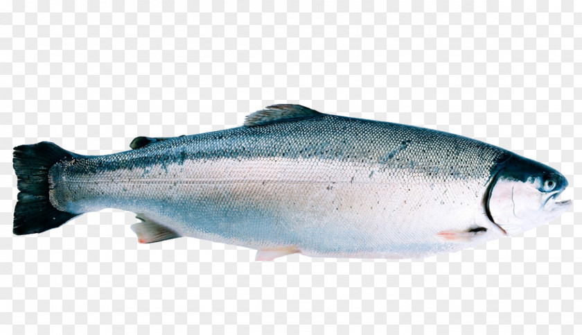 Norway Rainbow Trout Fjord Cod PNG