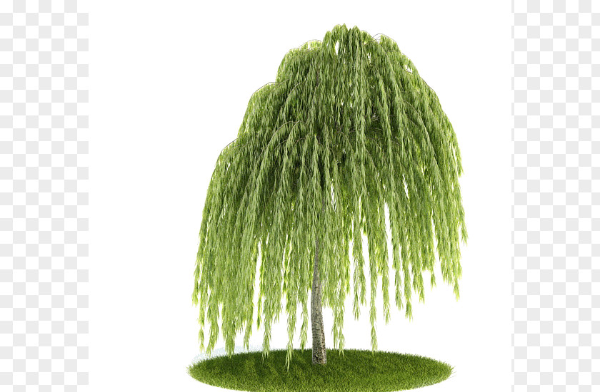 Tree Weeping Willow Balsam Poplar Pine Salix Matsudana PNG