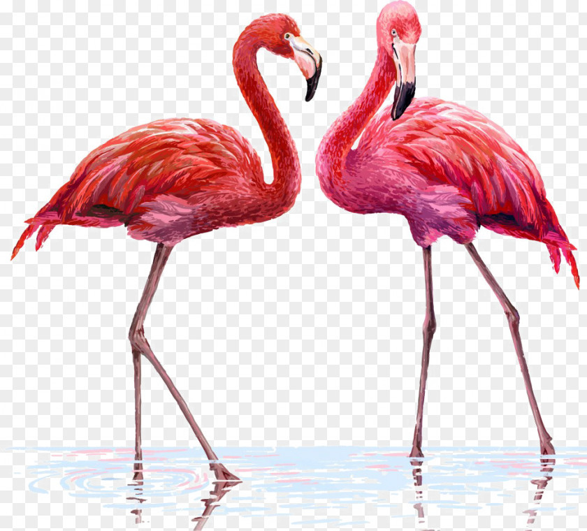 Two Flamingos Flamingo Illustration PNG