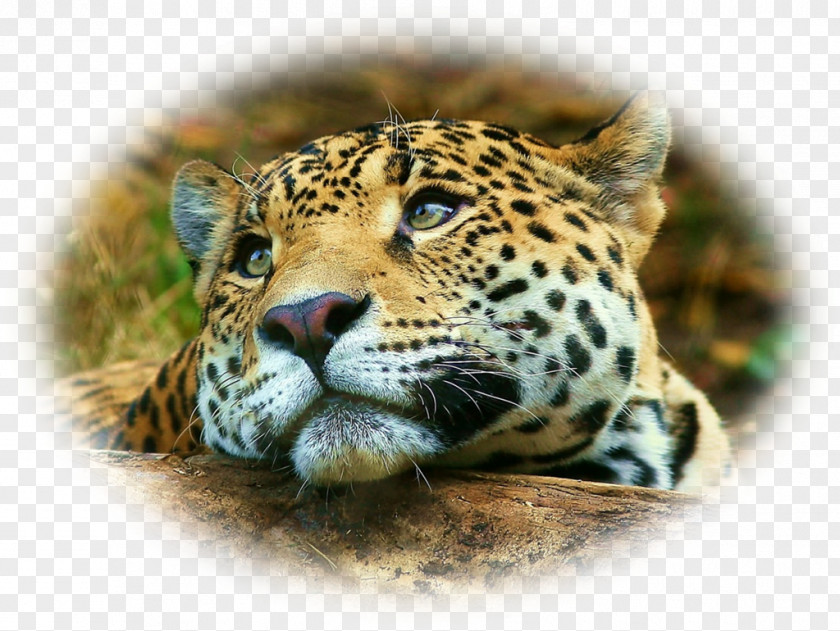 Cheetah Desktop Wallpaper IPhone 4S Leopard Jaguar PNG