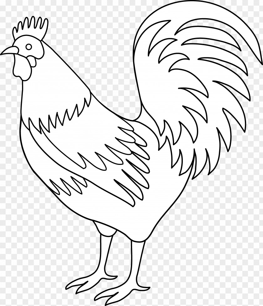 Drawings Of Roosters Plymouth Rock Chicken Rooster Black And White Clip Art PNG