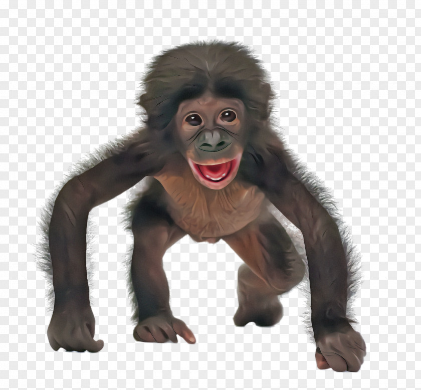 Old World Monkey Mouth New Common Chimpanzee Laugh PNG
