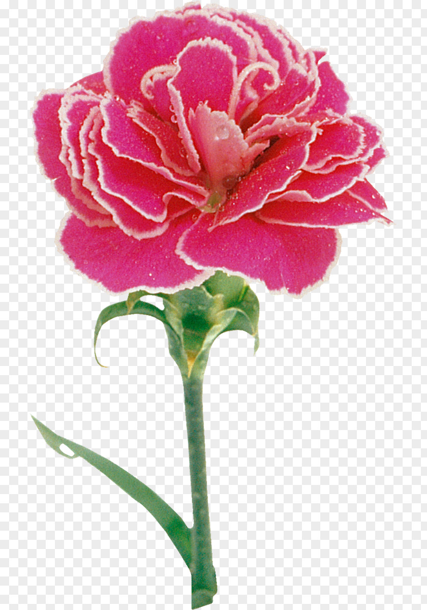Painting Carnation Pink Flower Rose PNG