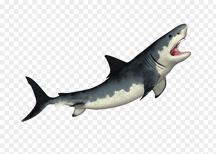 Shark Photos Tiger Megalodon Fin Soup Great White PNG