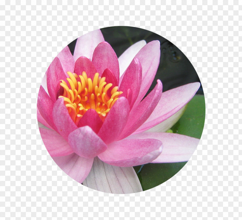 Water Flower Egyptian Lotus Aquatic Plants Pink Flowers Nelumbo Nucifera PNG