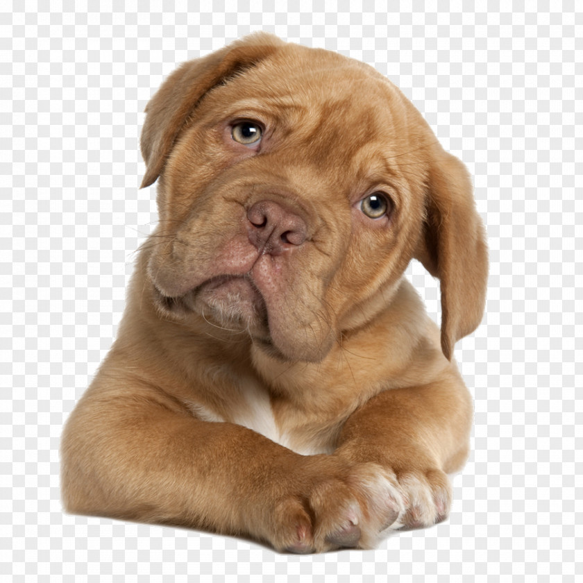 Dogs Dogue De Bordeaux English Mastiff Perro Presa Canario Tibetan Puppy PNG