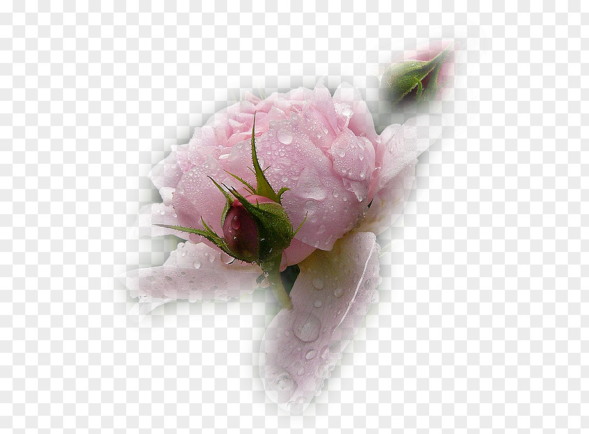 Flower Garden Roses PNG