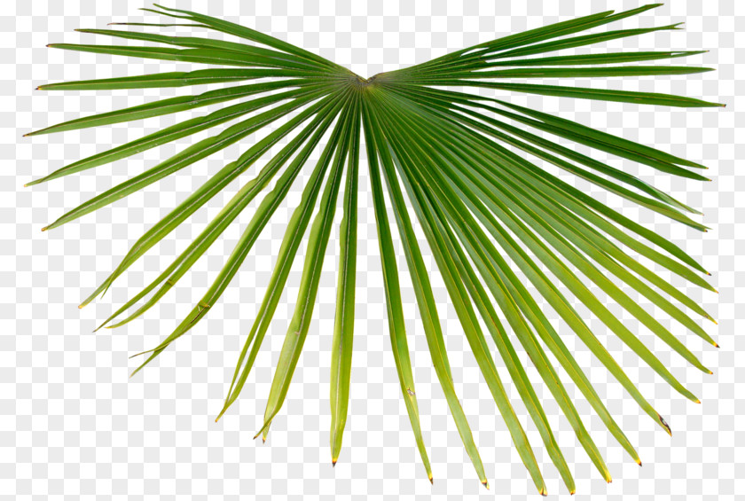 Leaf Asian Palmyra Palm Branch Tropics Arecaceae PNG
