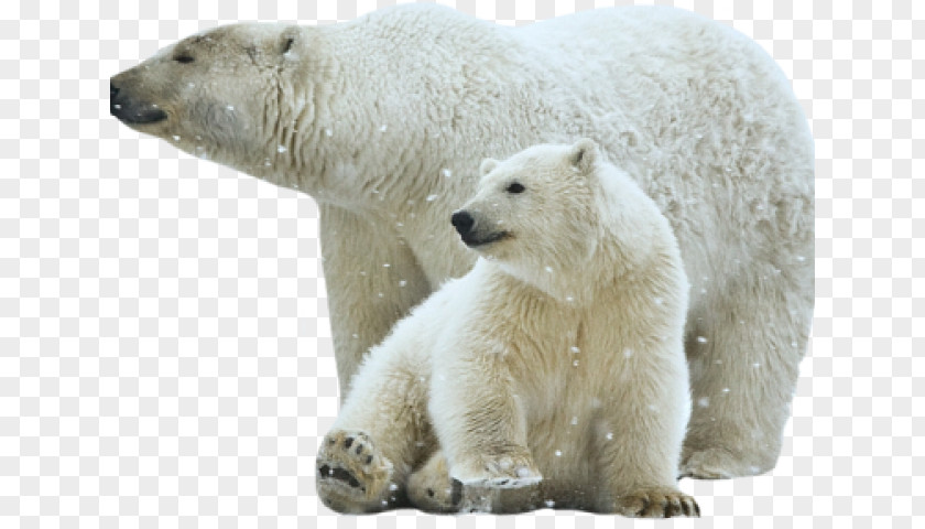 Polar Bear Brown White Clip Art PNG