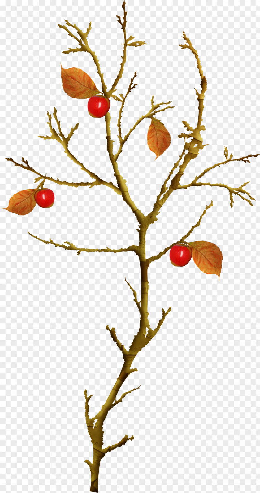 Tree Branch Paradise Apple PNG