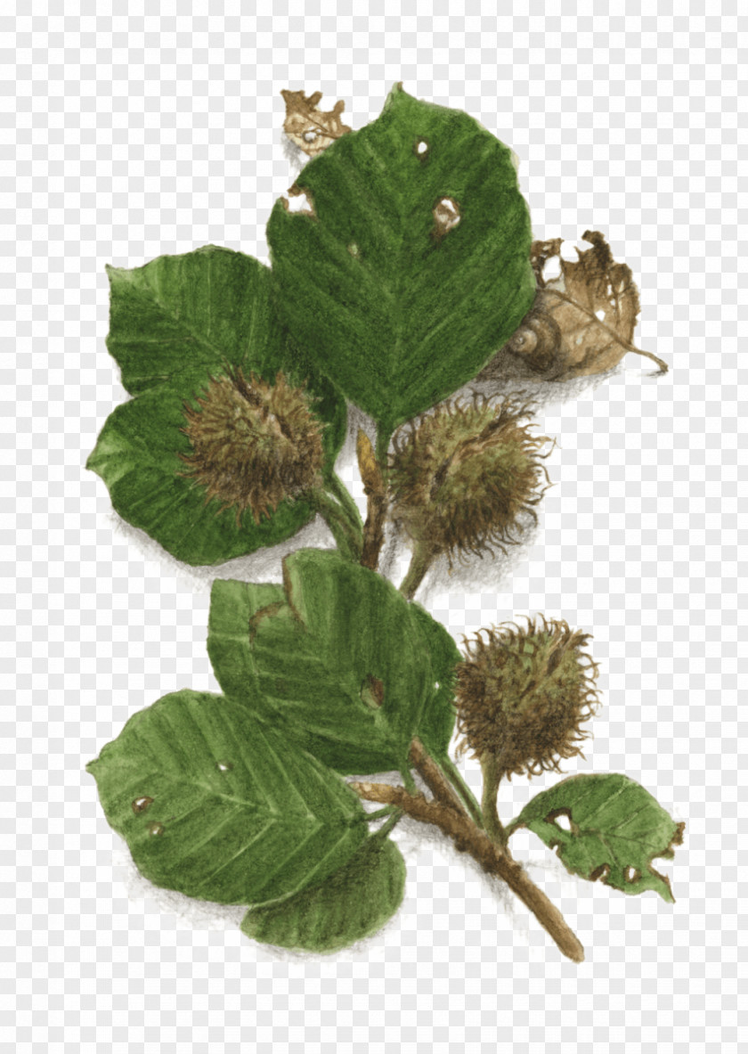 Tree European Beech Beechnut Fagus Grandifolia Leaf PNG