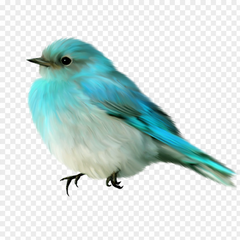 Blue Birds Bird Clip Art PNG