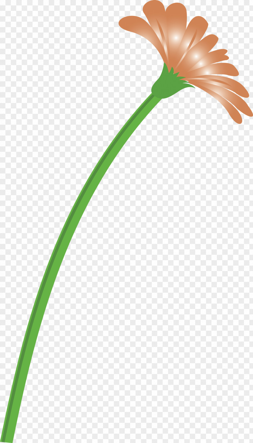 Dandelion Flower PNG