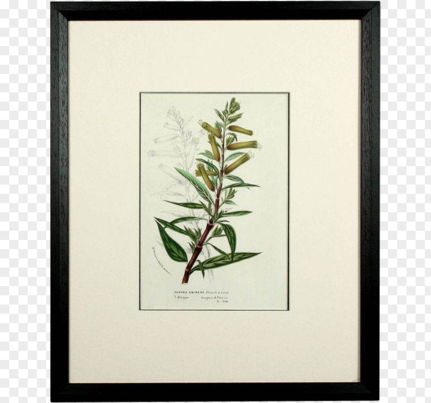 Leaf Twig Plant Stem Picture Frames Flower PNG