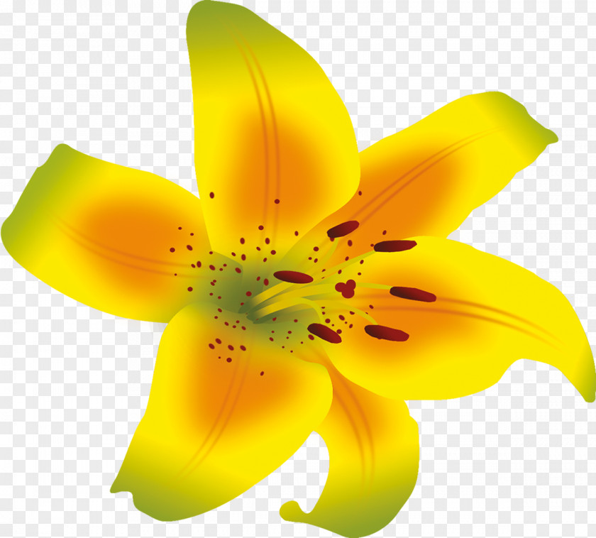 Lilium Flower Pollen Daylily Lily M PNG