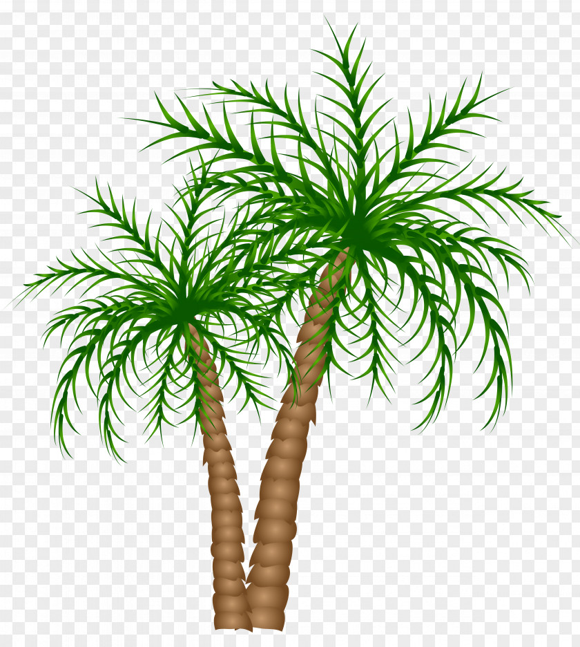 Palm Trees Clipart Picture Asian Palmyra Text Branch Date Leaf PNG