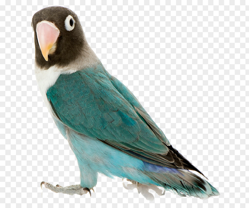 Parrot Yellow-collared Lovebird Cockatiel Budgerigar Paper PNG