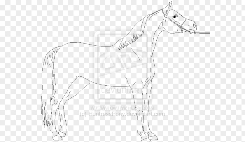 Arabian Man Mule Bridle Foal Stallion Colt PNG