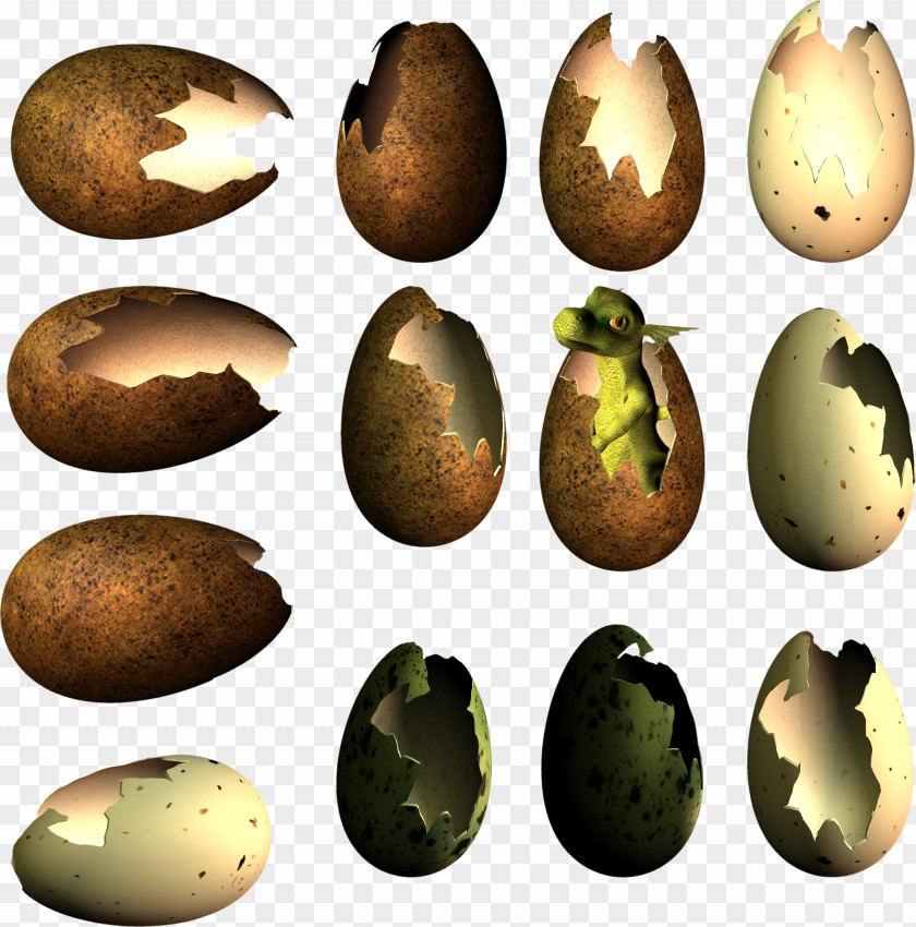Egg Bird Nest Dinosaur PNG