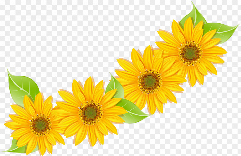 Flower Common Sunflower Cut Flowers Biology PNG