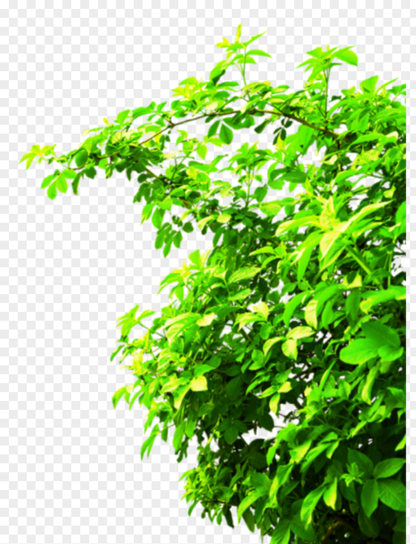 Leaf Branch Plant Photosynthesis PNG